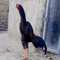 تخم نطفه دار اوشامو|حیوانات مزرعه|ملایر, |دیوار
