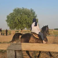 اسب نریان سواری دار نژاد کرد