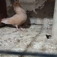 دم سفید و کرمانی