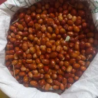 سنجددرجه یک