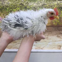 مرغ وخروس فری تخم گذار وجوجه کوشین پرپاورق بزن