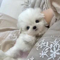 maltese مالتیز|سگ|تهران, جنتآباد مرکزی|دیوار