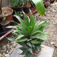 انواع گل‌های آپارتمانی با کمترین قیمت