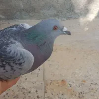 کبوتر نر مسافتی