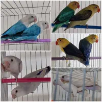 طوطی برزیلی(کوتوله برزیلی)
