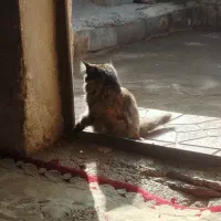 گربه خانگی|گربه|کهریزک, |دیوار