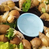 حلزون اچاتینا|خزنده|سیرجان, |دیوار