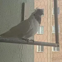 کبوتر پرنده|پرنده|محمدیه-قزوین, |دیوار