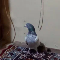 دو تا کبوتر