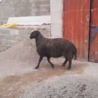 گوسفند|حیوانات مزرعه|ارشق, |دیوار