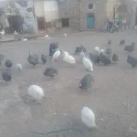 مرغ شاخدار مرغ وخروس