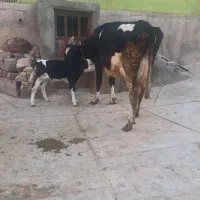 حیوانات مزرعه گاو