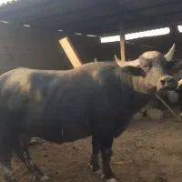 ۵عددگاومیش گم شدند