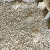 زل کود کبوتر