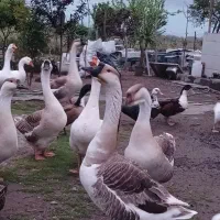قوغاز نر نژاد اصیل وسنگین وزن