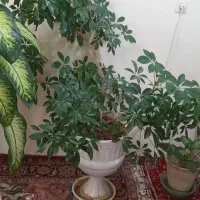 گل پنج انگشتی و دفین