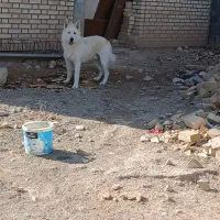 سگ مخصوص نگهبانی|سگ|بجنورد, |دیوار