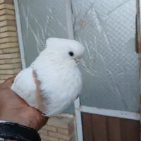 کبوتر نوک قنار