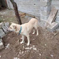 سگ سرابی ماده