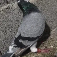 تعدادی کبوتر