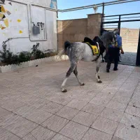 اسب نریون|اسب و تجهیزات اسب‌سواری|اردبیل, |دیوار