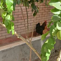 ید عدد خروس بزرگ جهت  معاوضه|حیوانات مزرعه|قم, صفاشهر|دیوار