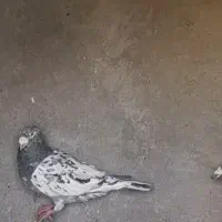 سار هفرنگ|پرنده|نیشابور, خط کاشمر|دیوار