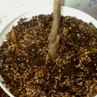بونسای فیکوس و کامکوات