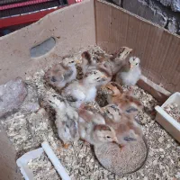 جوجه لاری ترک افغان|حیوانات مزرعه|احمدآبادمستوفی, |دیوار