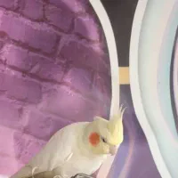 عروس هلندی ومرغ عشق