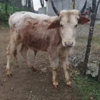 گوساله نر ورزا