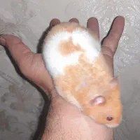 همستر