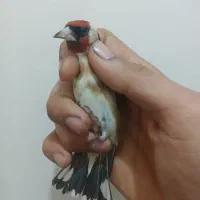 دو عدد سهره گردن کلفت|پرنده|ری, ولی آباد|دیوار