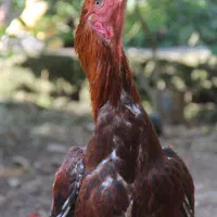 جوجه لاری.خروس لاری|حیوانات مزرعه|آستارا, |دیوار