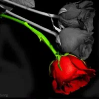 گل و گل ر ی زان بخونید