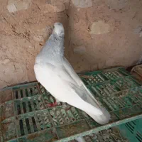 کبوتر فروشی