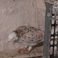 گمشده