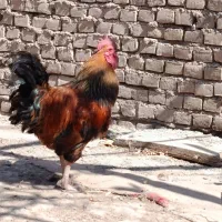 خروس