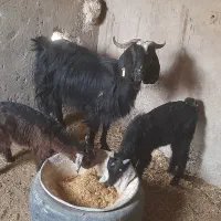 بز جملزا بادوتاکهره نرو ماده