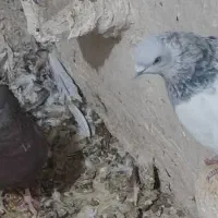 کبوتر سینه ابی|پرنده|داراب, |دیوار