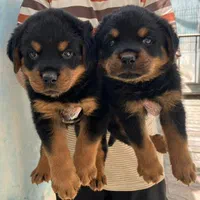 فروش سگ روتوایلر توله روت وایلر اصیل