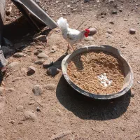 مرغ و خروس نژاد گلین|حیوانات مزرعه|گتاب, |دیوار