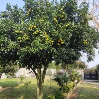 فروش نارنج سر درخت