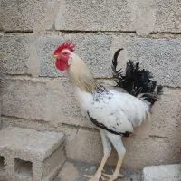 خروس جوان و سرحال