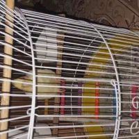 عروس هلندی|پرنده|کارون, |دیوار