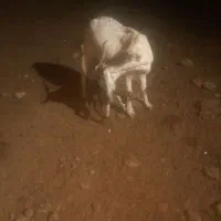 یک عدد بز زاییده دو قلو|حیوانات مزرعه|سبزوار, قصبه غربی|دیوار