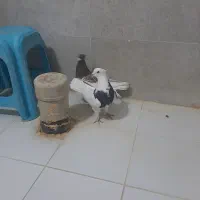 بهبهونی