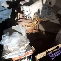 سگ دزدیده شده|حیوانات|برخوار, |دیوار