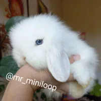 خرگوش مینی لوپ tedy برفی اسکاتلندی