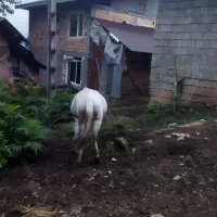 قاطر